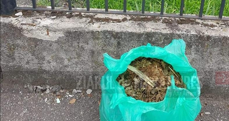 ADI Deșeuri Maramureș: Reguli pentru colectarea deșeurilor vegetale în Baia Mare