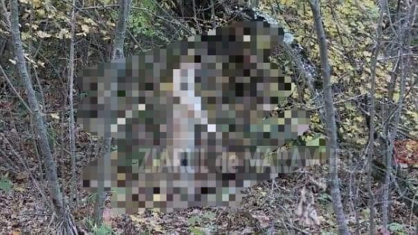 Câini spânzurați în pădurea din zona localității Stoiceni, Maramureș. Polițiștii au intrat pe fir