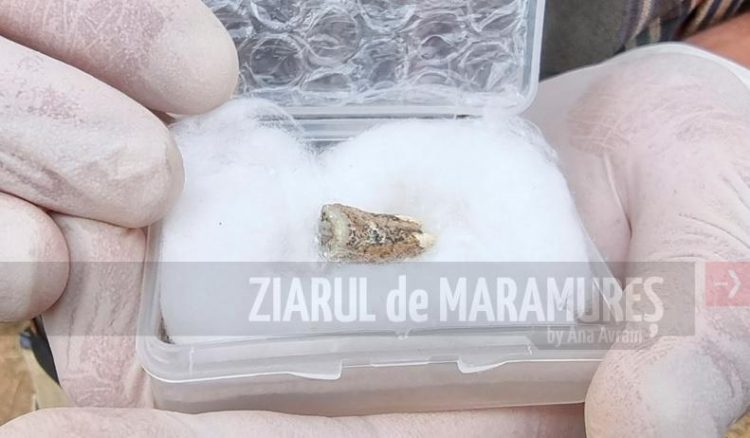 Un dinte uman cu o vechime de 1,8 milioane de ani, descoperit de arheologi în Georgia