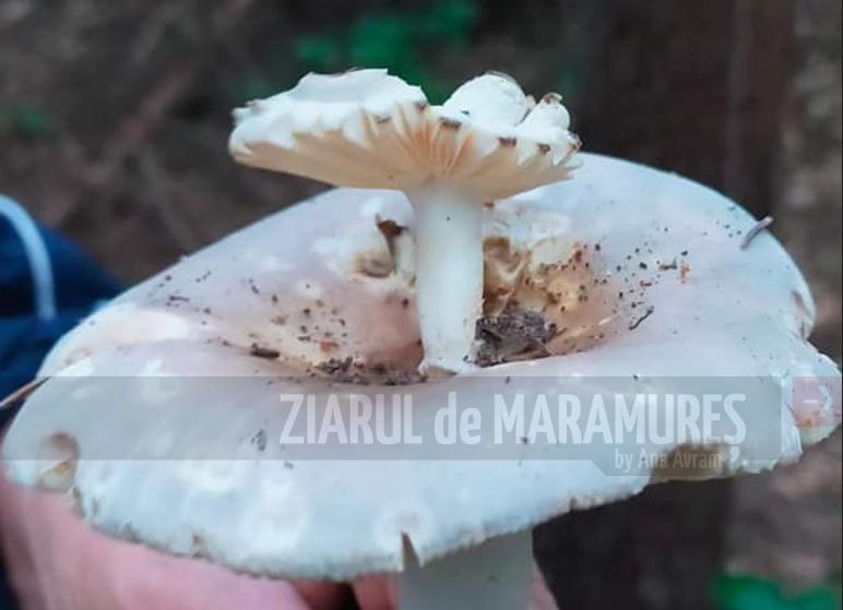 DSP Maramureș: Ce trebuie să știm despre ciupercile necomestibile…