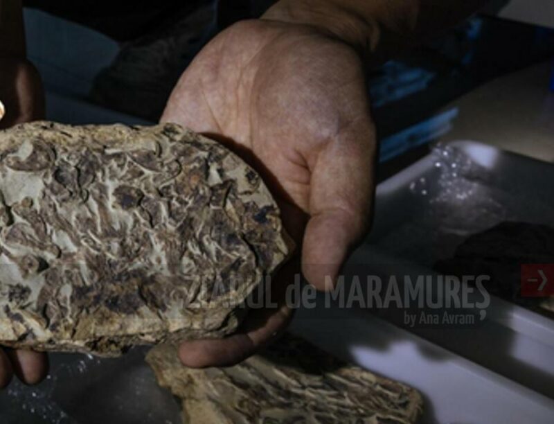 Fosilele unor peşti, descoperite în China, aduc lămuriri despre evoluţia omului