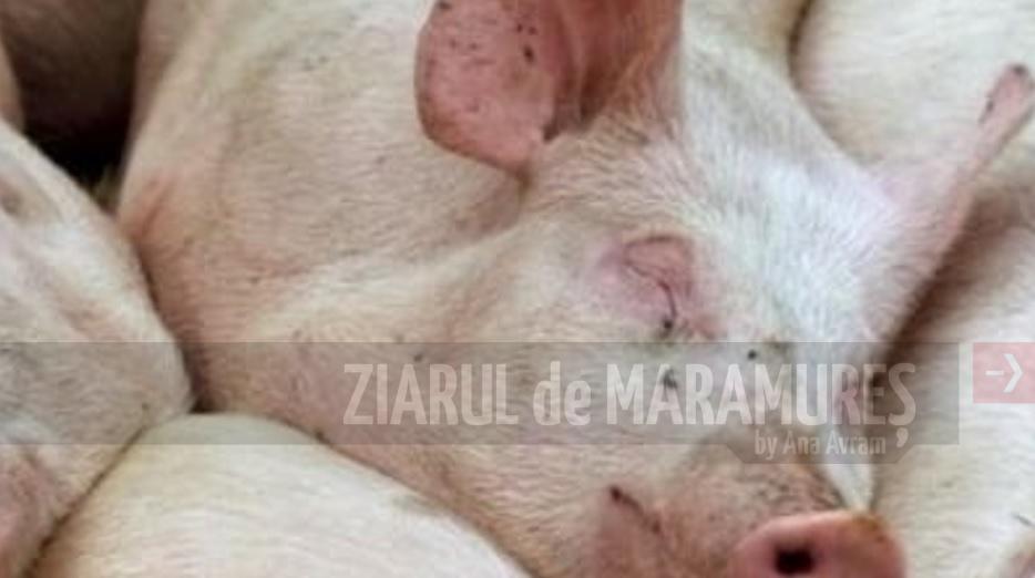 DSVSA Maramureș: Trei porci grași au fost eutanasiați pentru că transportatorul nu a avut documente pentru animale