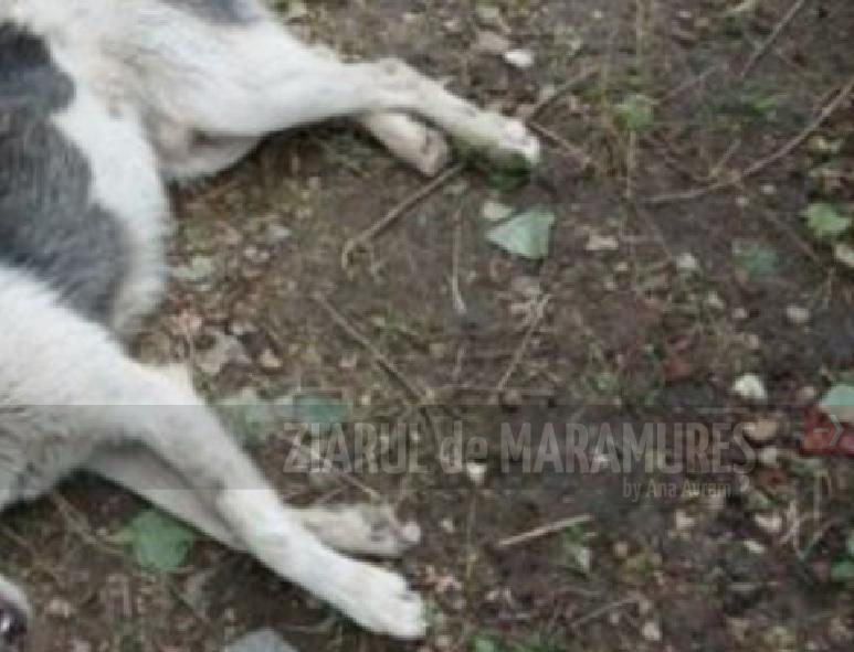 Câine omorât cu otravă la Ulmoasa. Polițiștii de la Protecția Animalelor investighează cazul