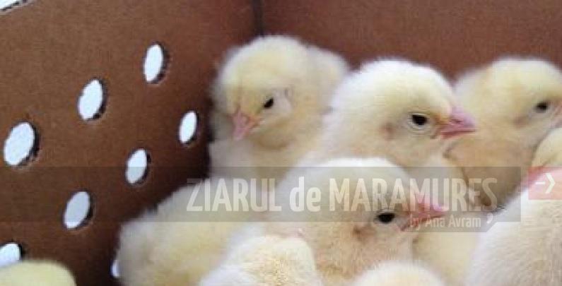 DSVSA Maramureș: Este strict interzisă comercializarea păsărilor in târguri, piețe, oboare sau în proximitatea acestora