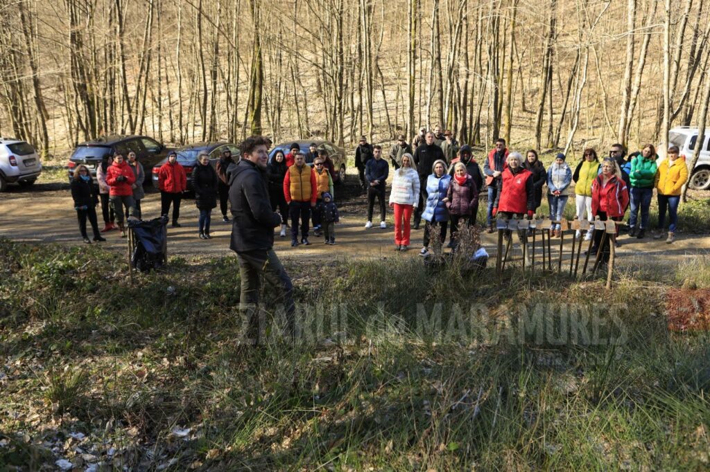 ”Înverzim România”: Acțiune de plantare a puieților în Handalul Ilbei, comuna Cicârlău