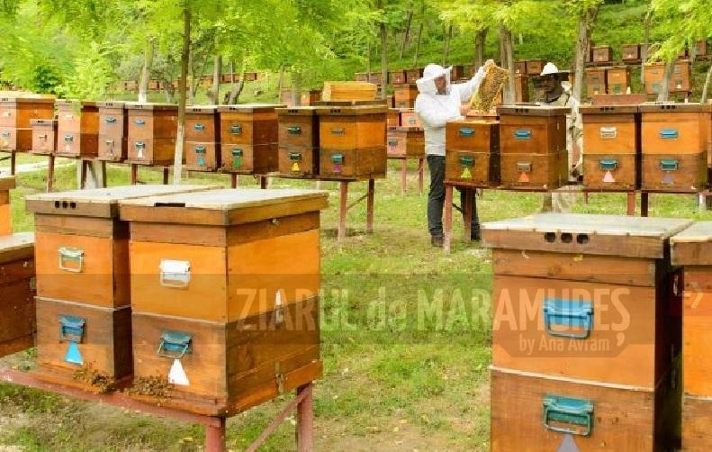 APIA primește cereri de plată pentru intervenţiile aferente sectorului apicol 2023