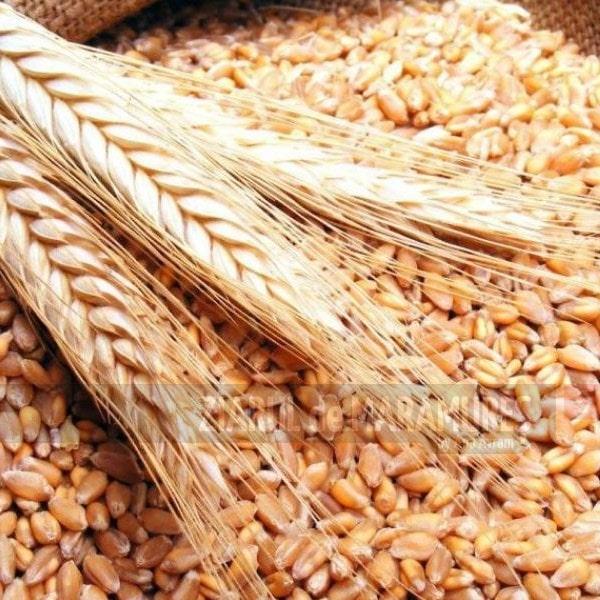 APIA acordă măsuri de sprijin de urgență pentru producătorii agricoli din sectorul cereale