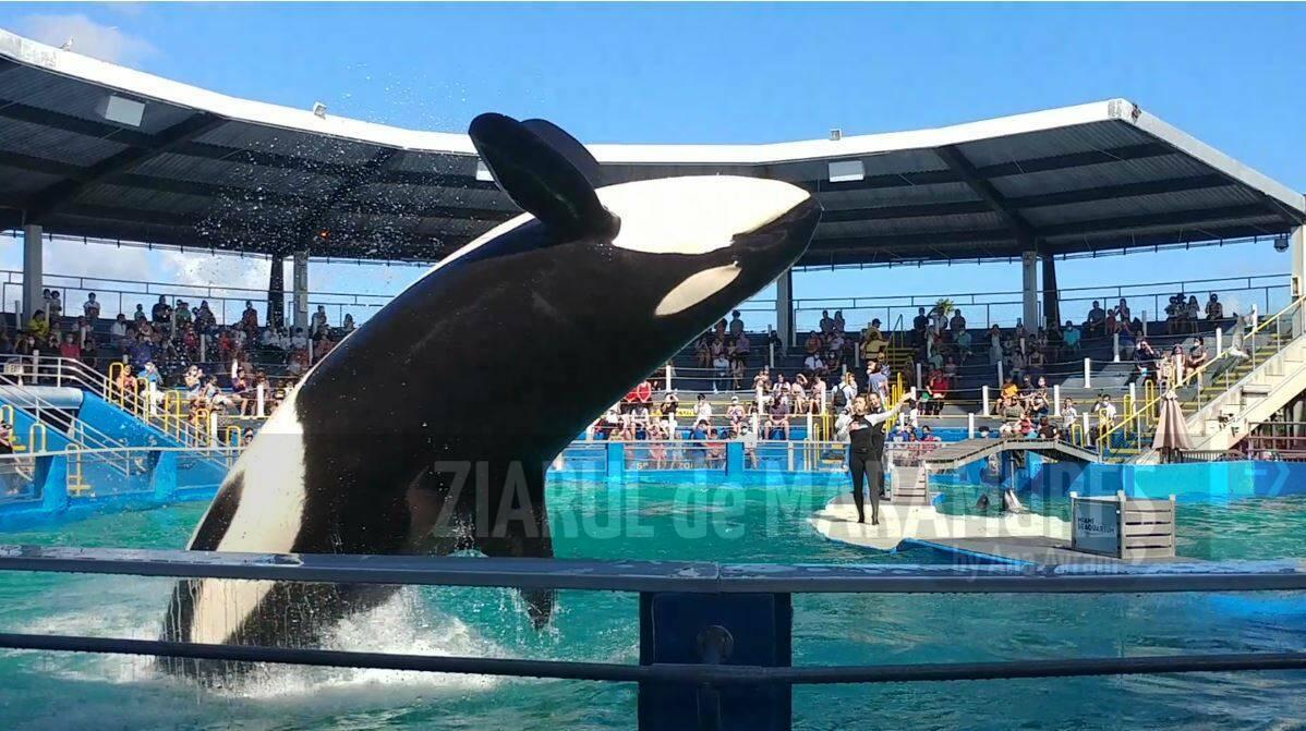 SUA: Un acvariu din Florida va elibera o orcă după mai mult de 50 de ani de captivitate
