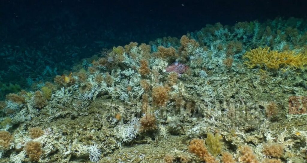 Un nou recif de corali, descoperit în Galapagos, Ecuador