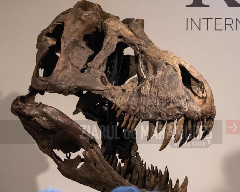 Un schelet de T. rex vândut la licitaţie cu peste 6 milioane de dolari va fi expus la Anvers