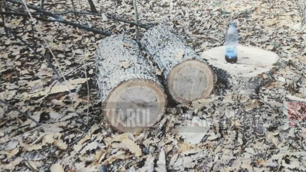 18 arbori din specia fag, tăiați ilegal din pădurea statului din Vișeu Susu