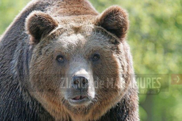 Cum evităm atacurile urșilor? Recomandările jandarmilor maramureşeni
