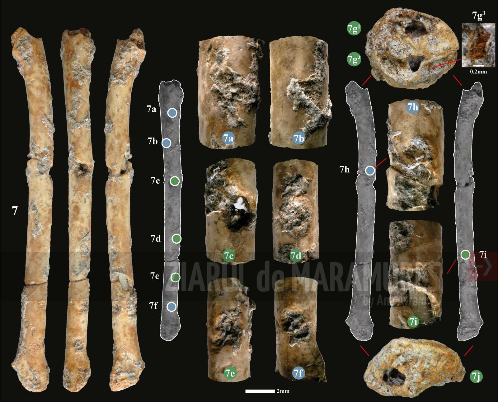 Fluiere cu o vechime de 12.000 de ani, descoperite în Israel