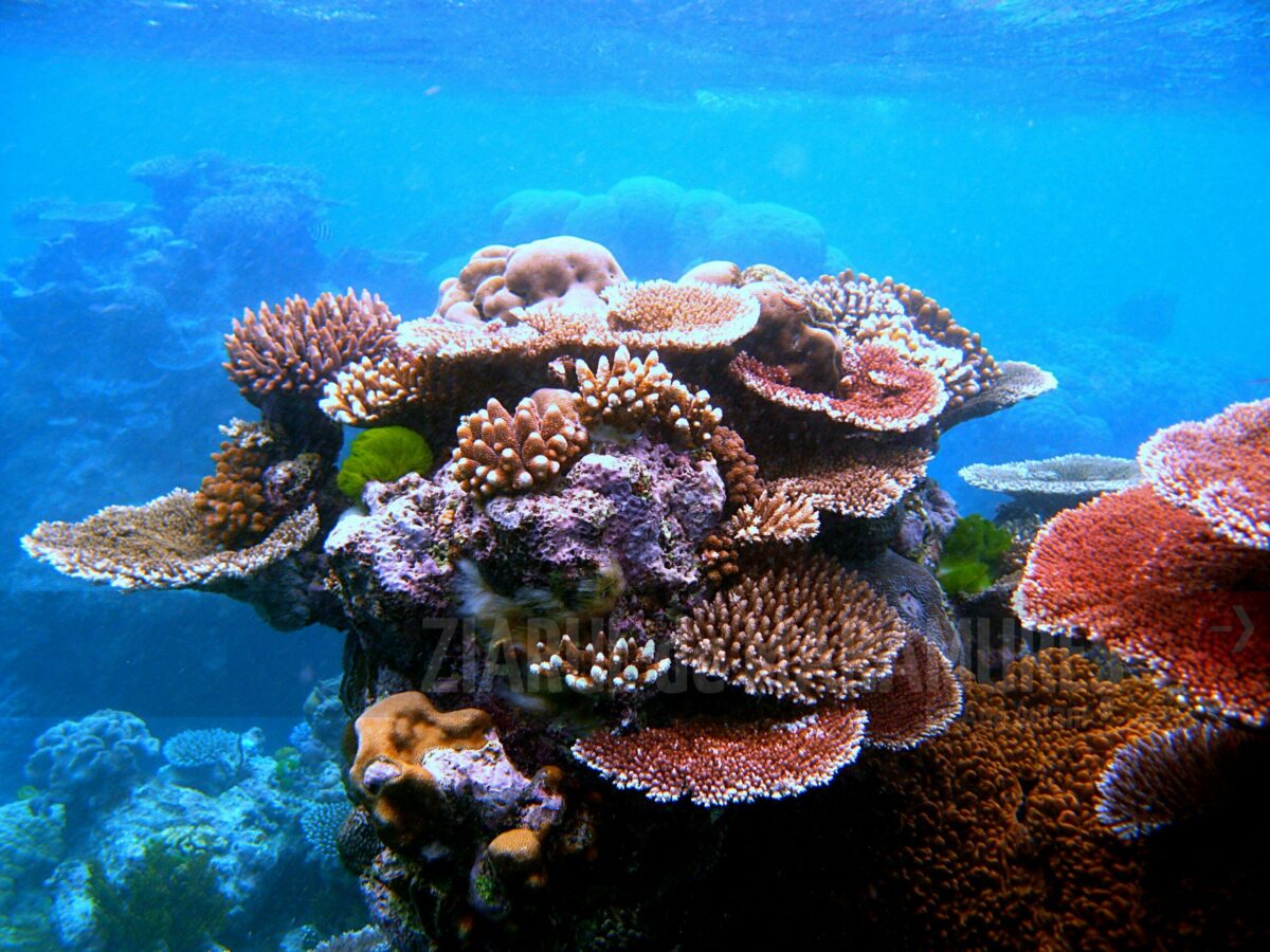 Marea Barieră de Corali a Australiei nu va fi inclusă pe lista UNESCO a siturilor ameninţate de dispariţie