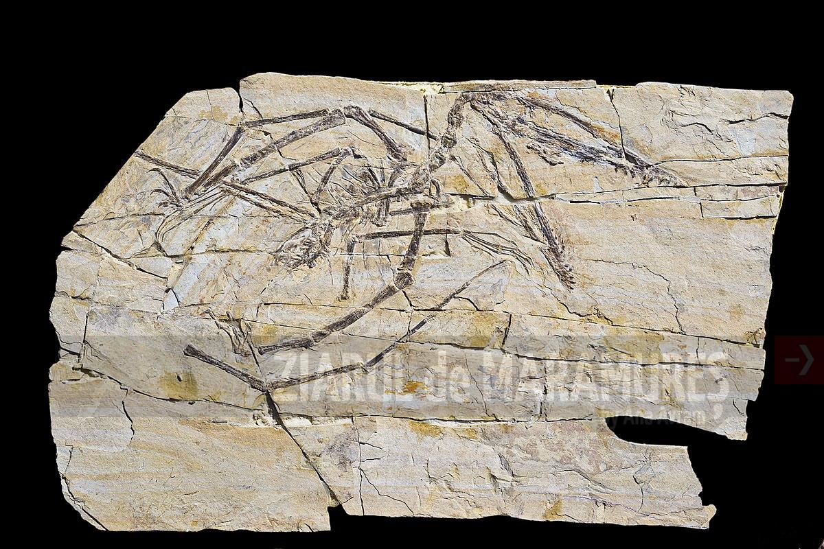 Noua specie de pterozaur găsită pe Insula Skye din Scoţia