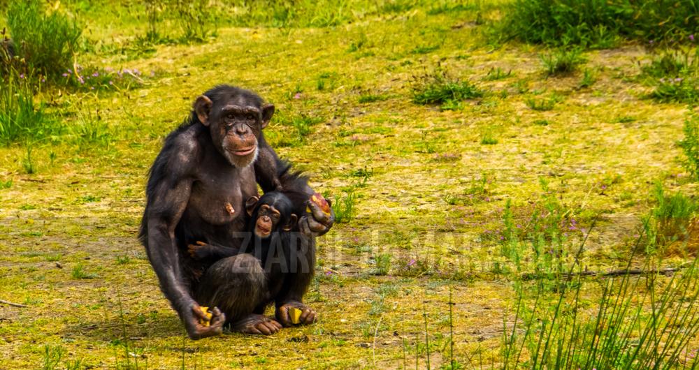 Cimpanzeii, dar chiar şi bondarii îşi pot transmite abilităţile dobândite semenilor