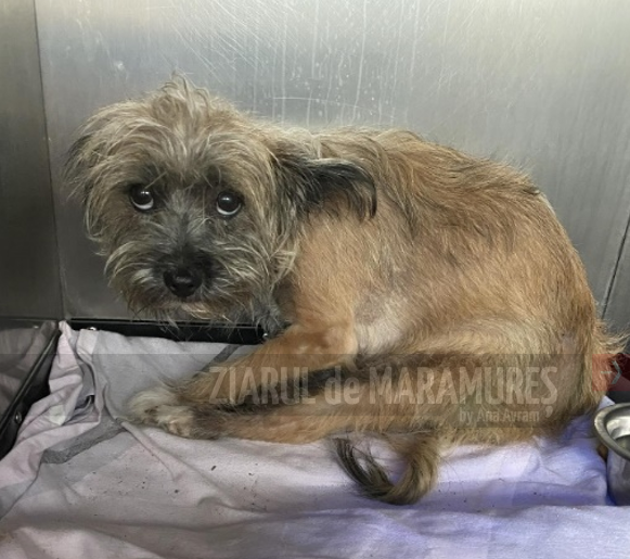 BM. Yorkshire Terrier atacat de un metis Amstaff. Stăpâna terrierului a rămas fără animal, polițiștii l-au plasat în adăpost