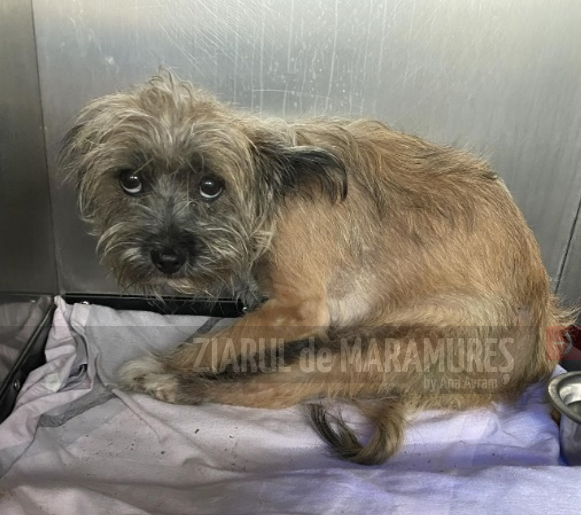 Metis Terier BM. Yorkshire Terrier atacat de un metis Amstaff. Stăpâna terrierului a ...