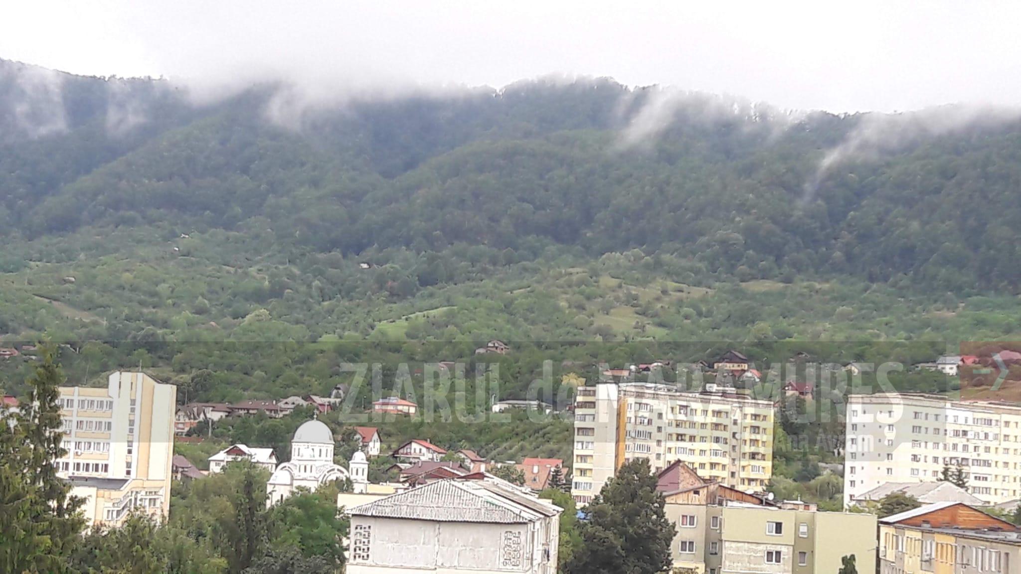 BM. 10 câini de luptă și atac, găsiți de polițiști într-un țarc construit ilegal pe dealul din zona str. Victoriei