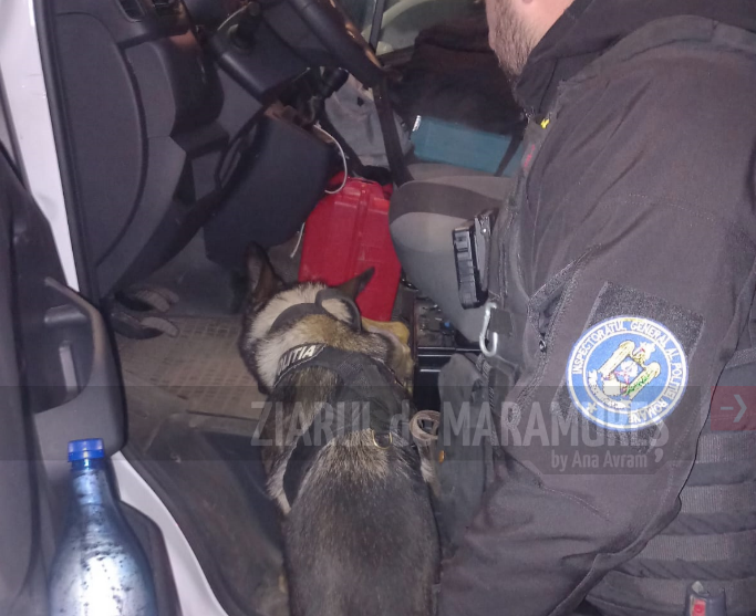Câinele-polițist GAM, specializat pe detectarea substanțelor interzise, implicat în acțiunea polițiștilor sigheteni