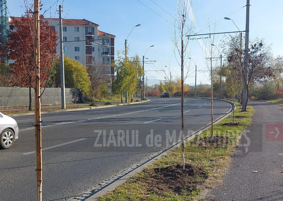 585 arbori plantați în Municipiul Baia Mare. Plantări masive în parcul Regina Maria