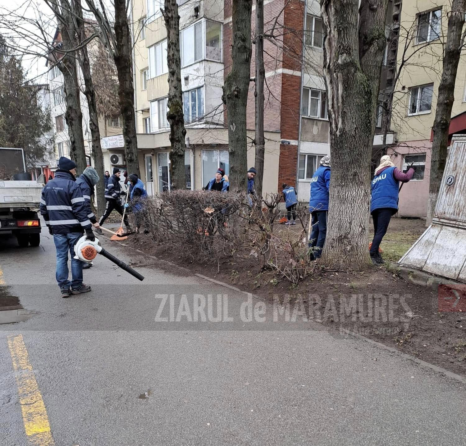 Locuitorii din Baia Mare pot solicita îngrijirea gardurilor vii și a copacilor la SPAU