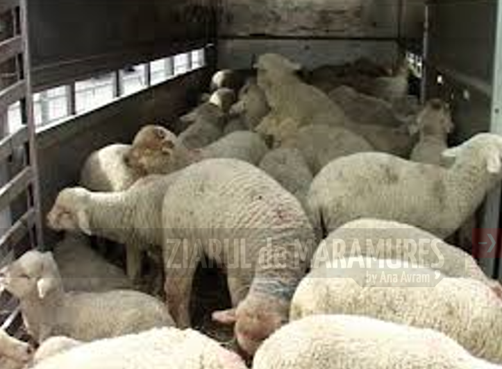 DSVSA Maramures și lucrători MAI vor verifica actele de sănătate ale animalelor transportate, dar și comercializate în județ