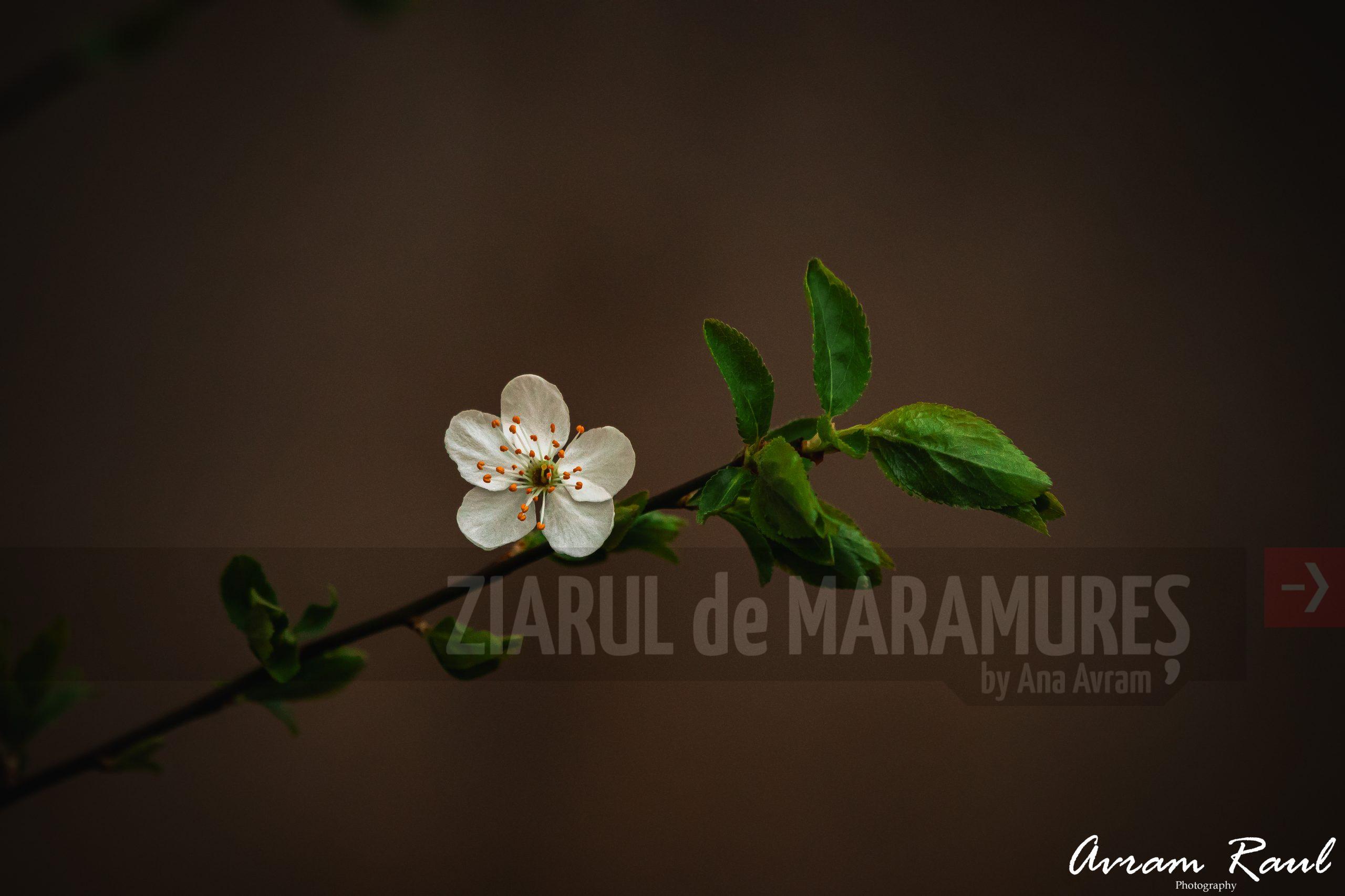 Solitar