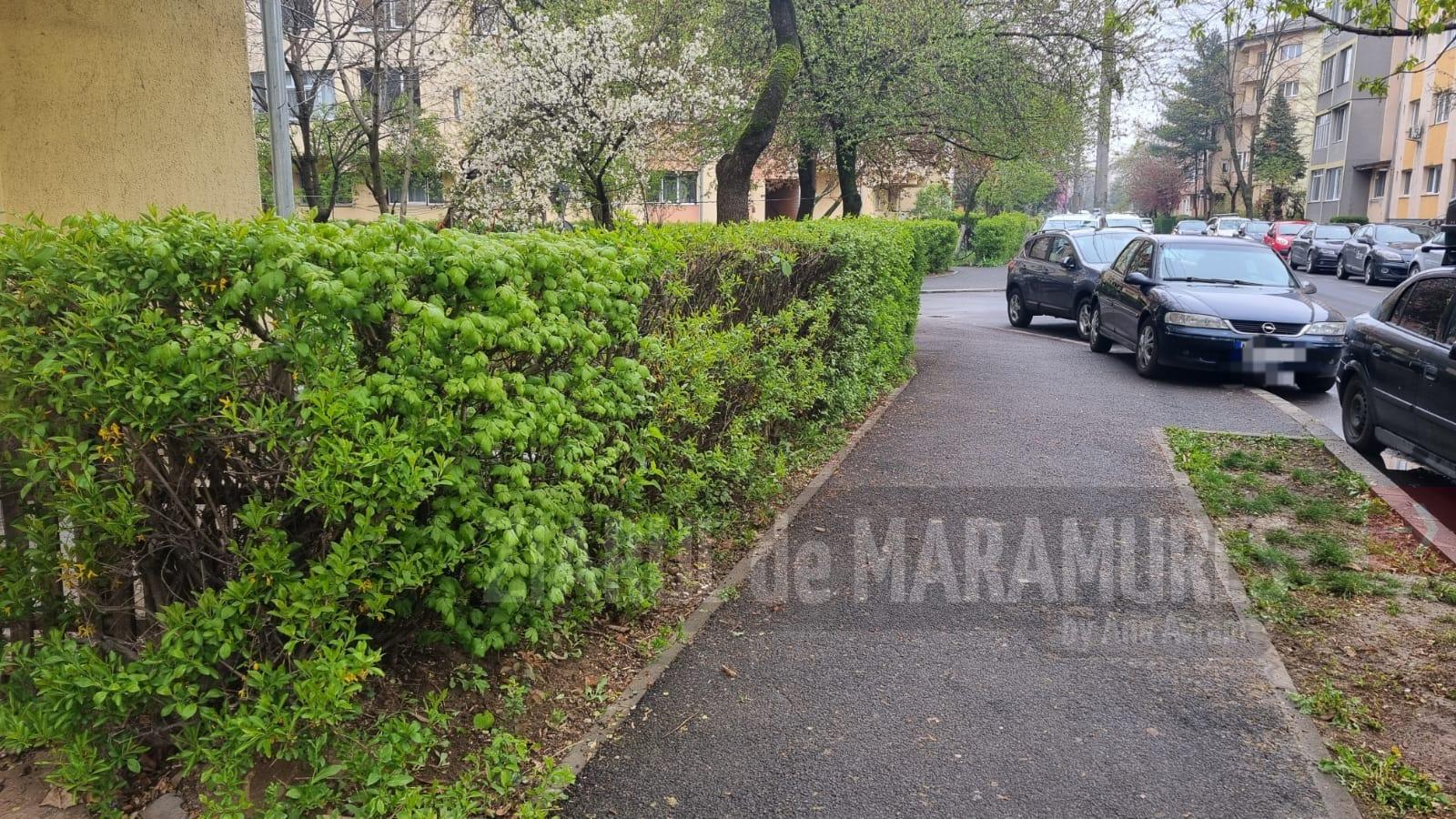 Gardurile vii pot fi toaletate printr-o cerere scrisă și transmisă către SPAU Baia Mare