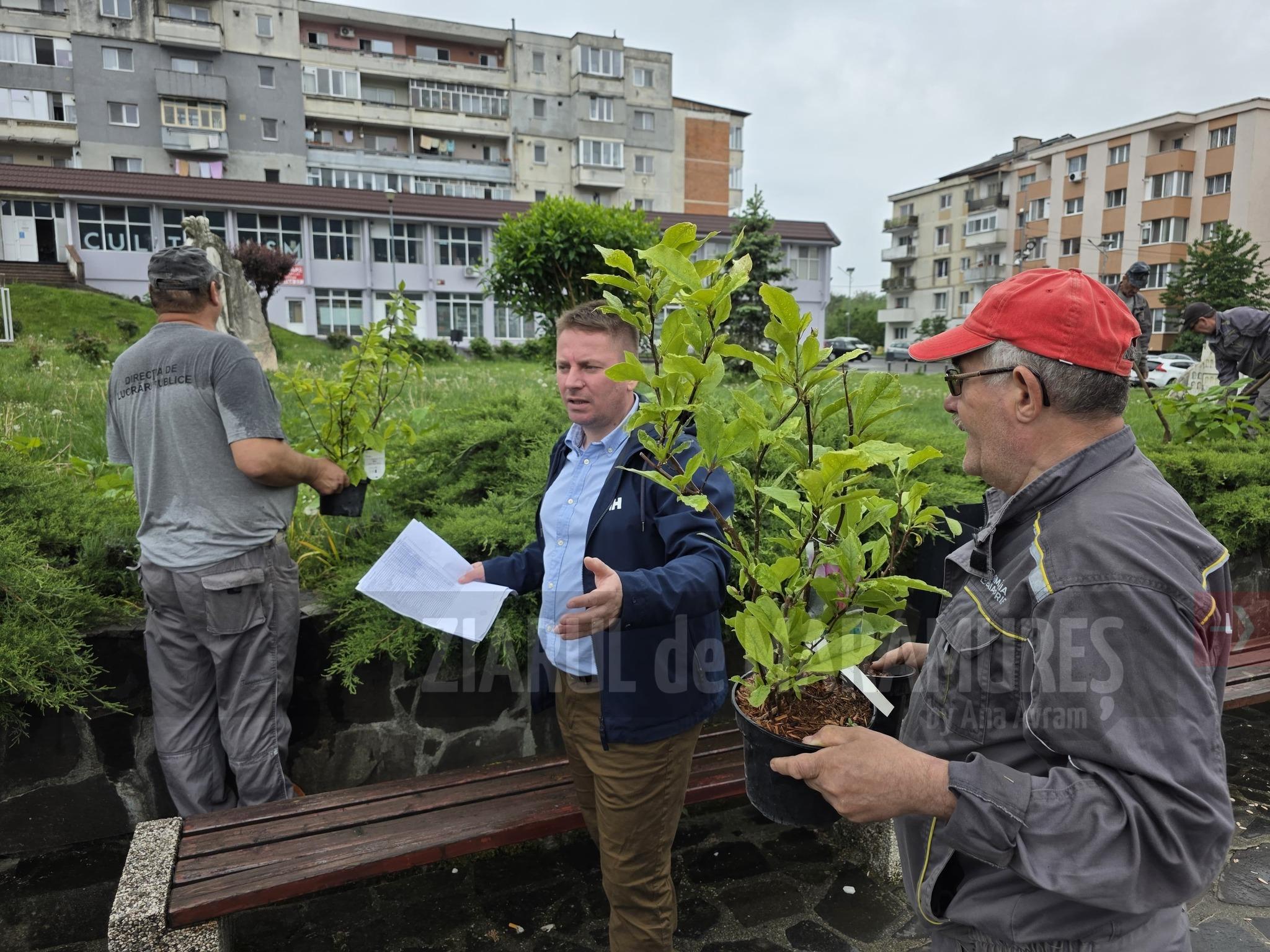 Campanie de plantare arbori și arbuști în Baia Sprie