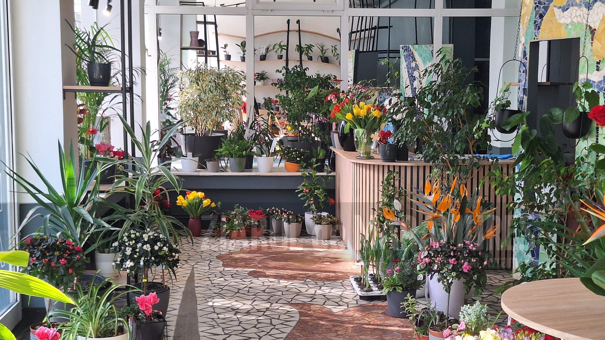 Florăriile AMBIENT și FLORA sunt la dispoziția băimărenilor, cu prețuri pentru orice buzunar