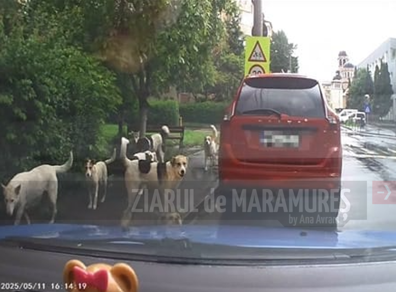 6 câini maidanezi au ținut în mașină o familie cu doi copii. Incidentul s-a petrecut pe str. Bogdan Vodă din Baia Mare