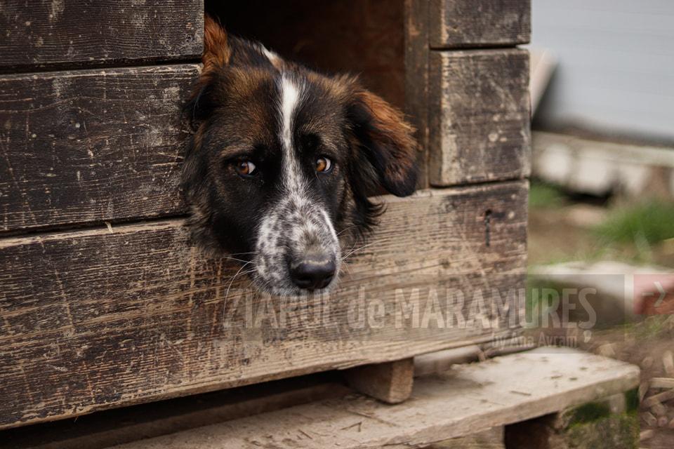 Fight for Animals Baia Mare are nevoie de NOI: ”Am ajuns în punctul în care trebuie să spunem și NU”