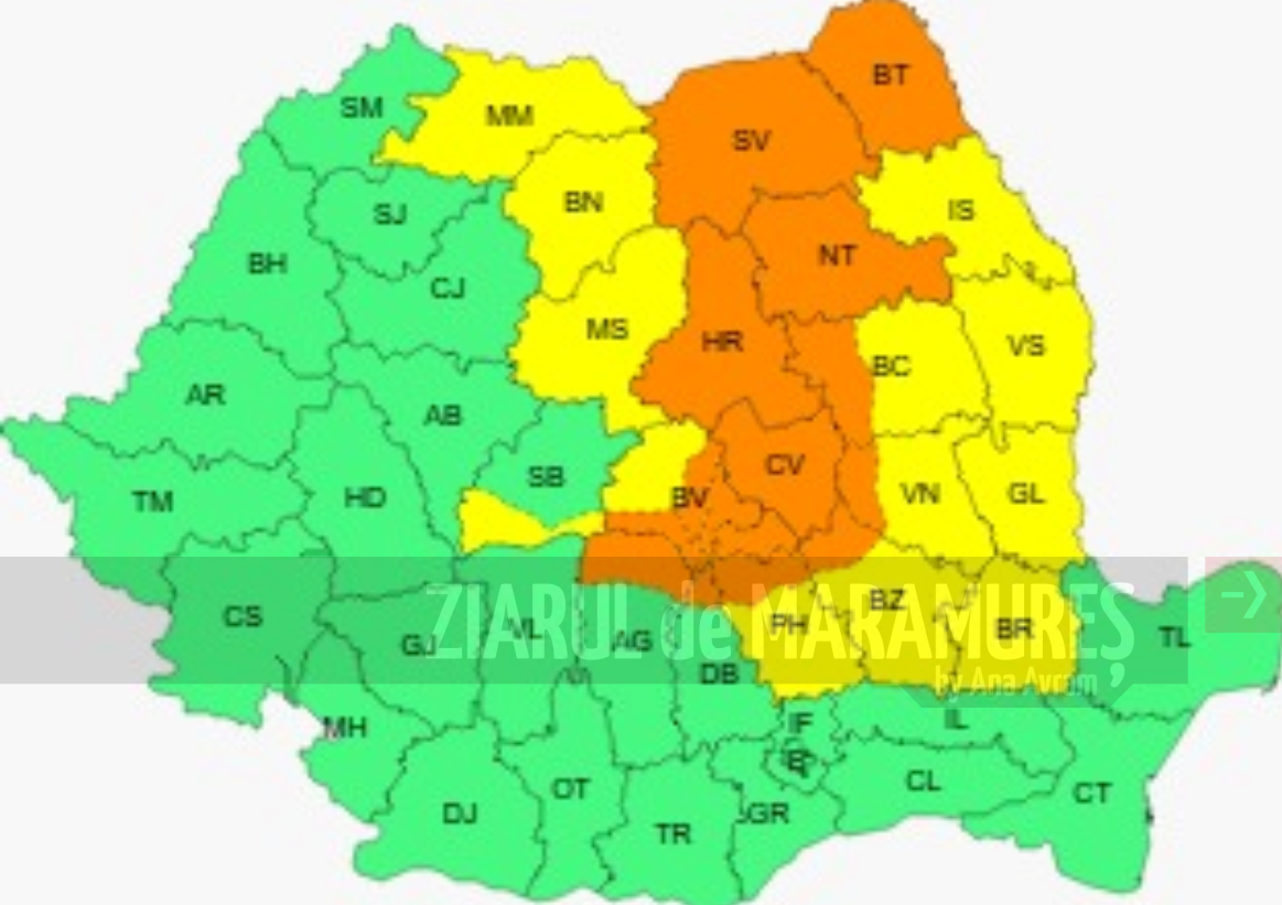 COD GALBEN de ploi însemnate cantitativ în Maramureș, Transilvania, Moldova și nordul Munieniei