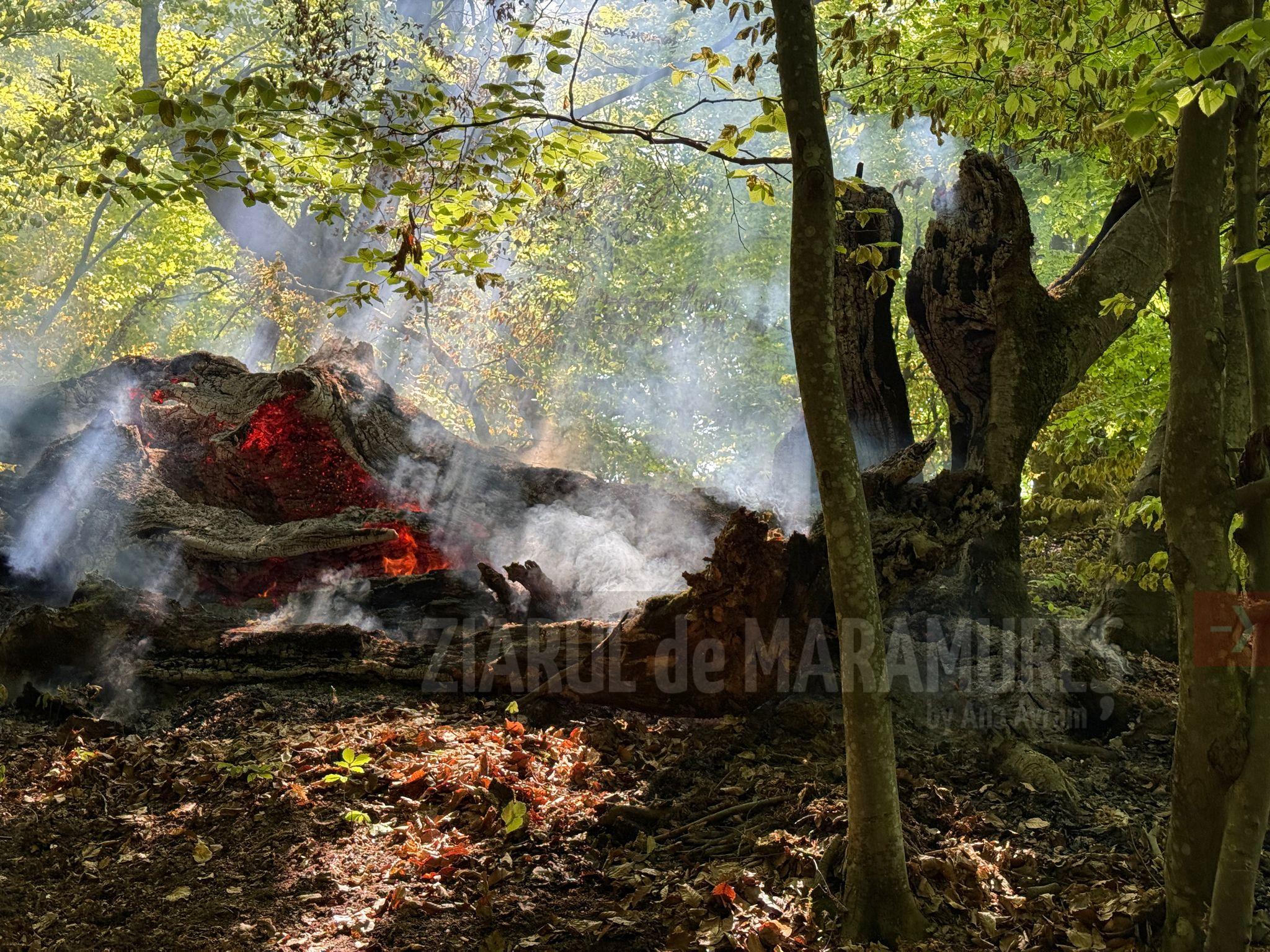 Incendii izbucnite în zona Hotarul Călineștiului și pe Valea Vaserului
