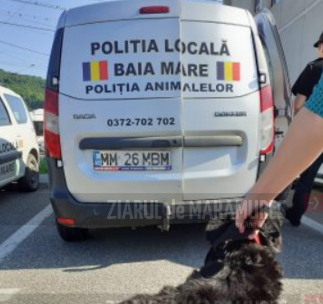BM. 48 de câini fără stăpân, capturați și depuși la adăpostul public