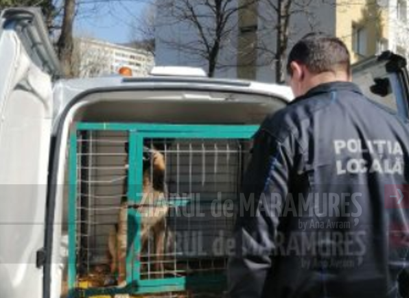 BM. 33 de câini fără stăpâni ridicați de pe domeniul public