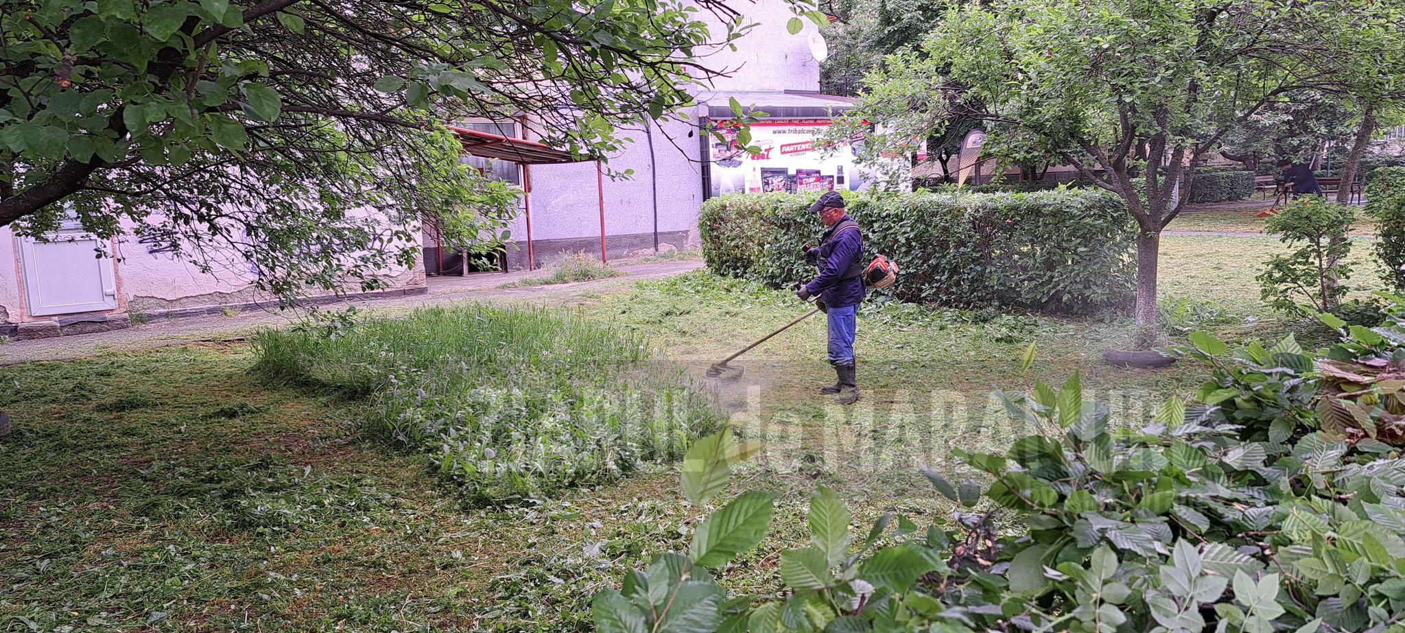 Până la data de 1 iunie au fost cosite integral toate cartierele municipiului Baia Mare. Vezi aici, programul!