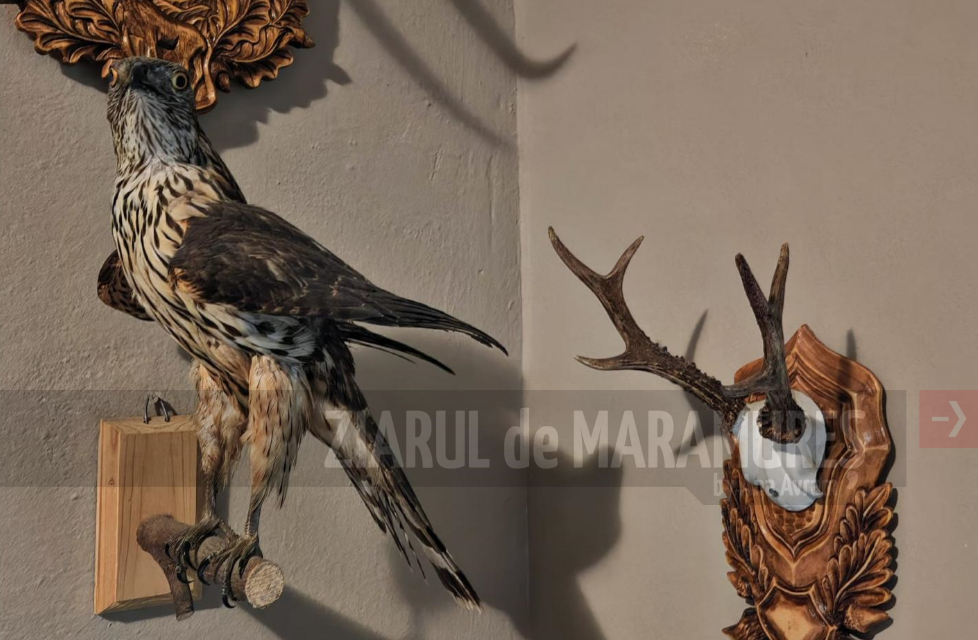 Poliția ridică 33 de trofee de vânat în urma perchezițiilor de la Borșa