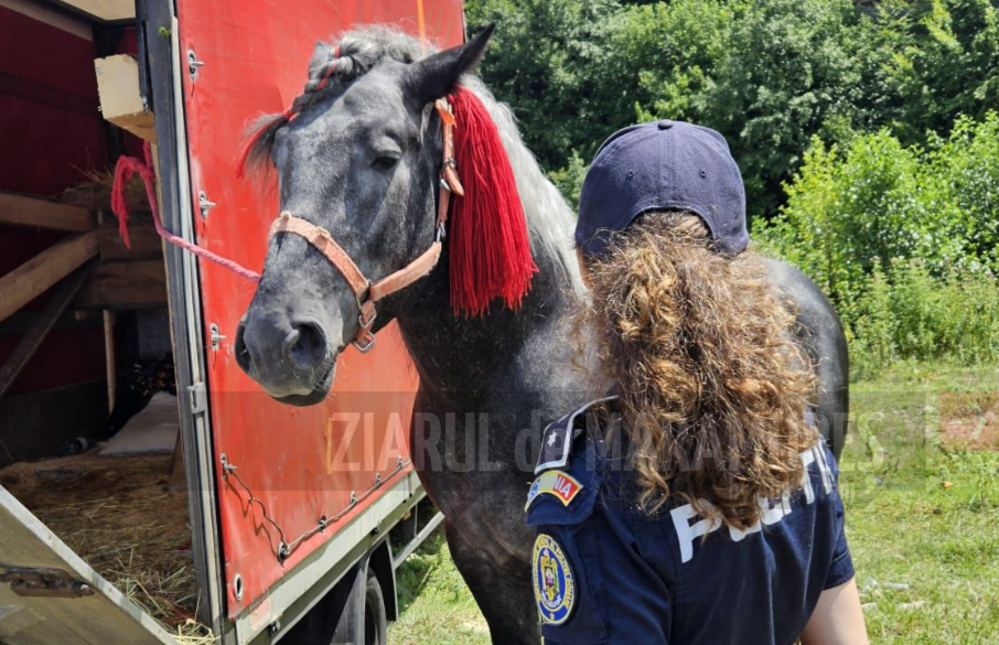 Polițiștii Biroului pentru Protecția Animalelor, prezenți la Festivalul Ecvestru de la Suciu de Sus