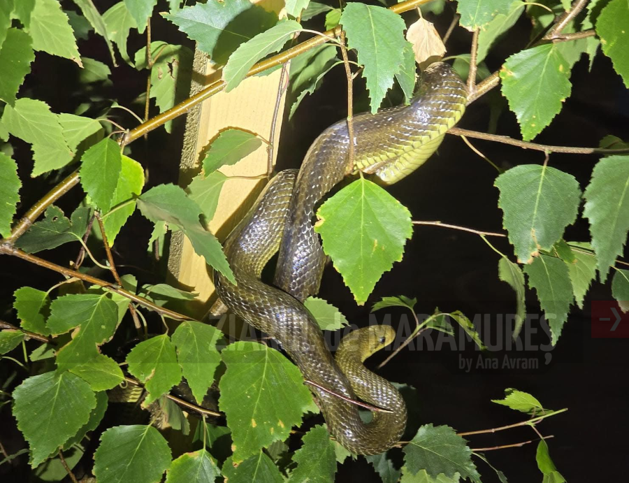 Șarpe capturat dintr-un copac aflat pe str. Pășunii din Baia Mare. Sesizarea s-a făcut la dispeceratul Poliției Locale