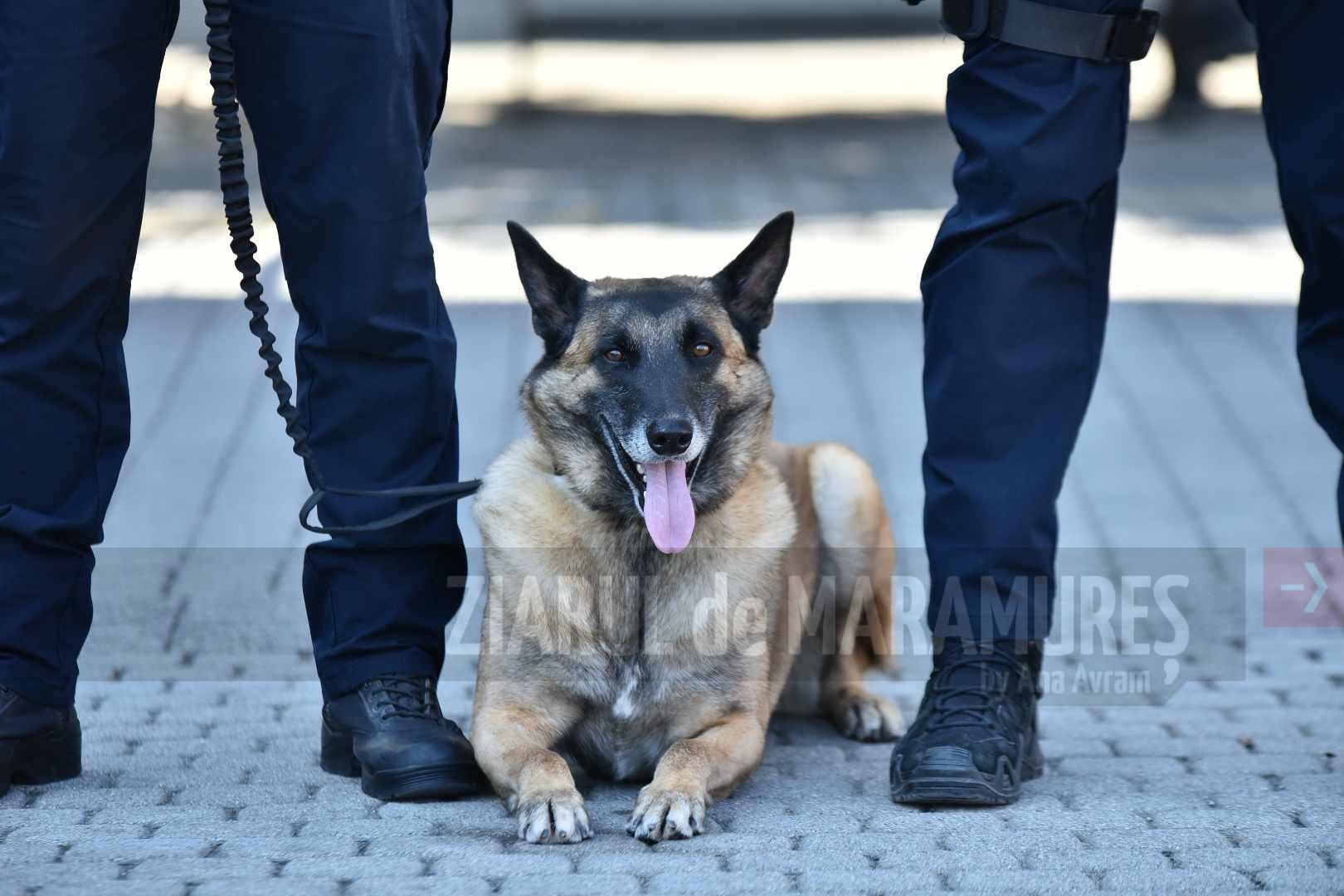 Eadm, Ebay și Far, camarazii patrupezi ai Jandarmeriei Maramureș