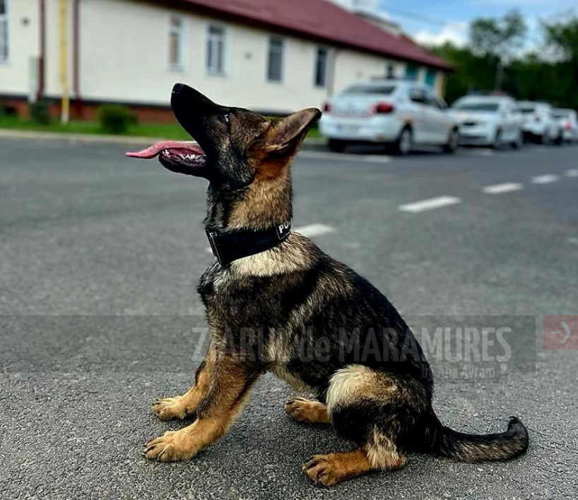 BM. Polițiștii Grupei Canine sunt întâmpinați la intrarea în serviciu de privirile celor mai loiali parteneri de muncă