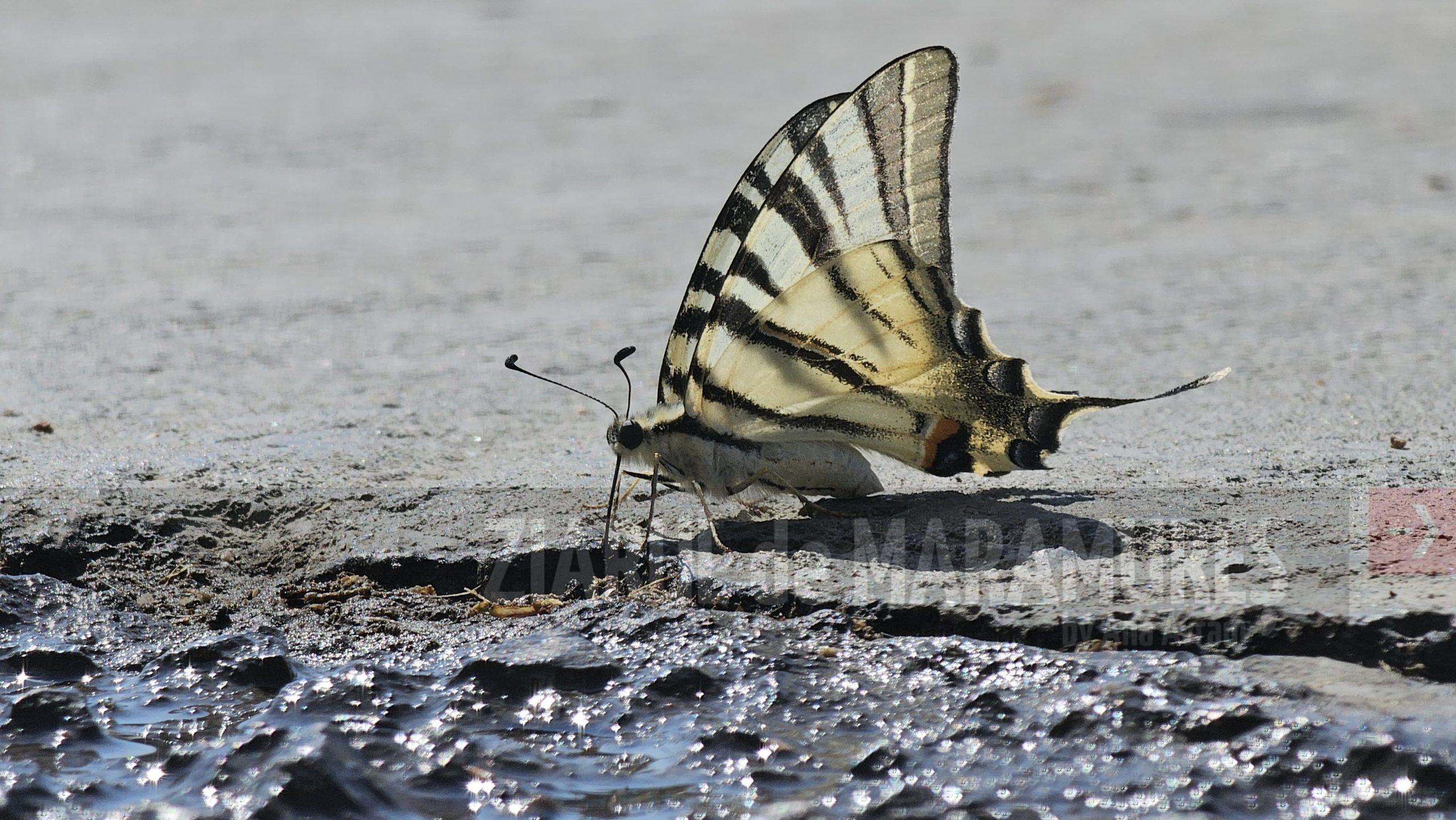 Vineri, 15 august, COD GALBEN de CANICULĂ în Maramureș, Crișana, Banat, Oltenia, Transilvania