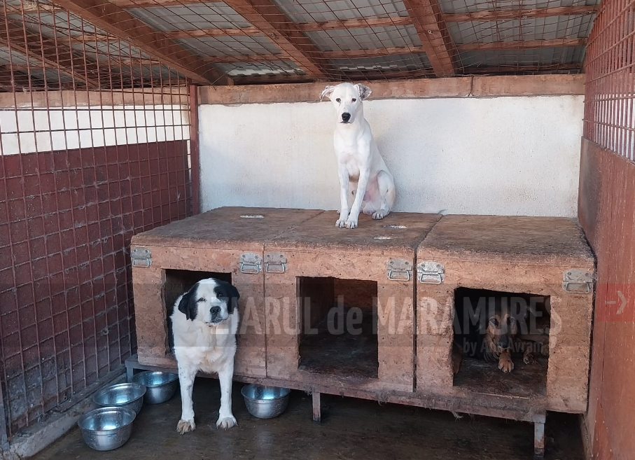 Sighet. Continuă procesul de recenzare a câinilor. 587 de imobile verificate și 601 câini de diferite rase, identificați!