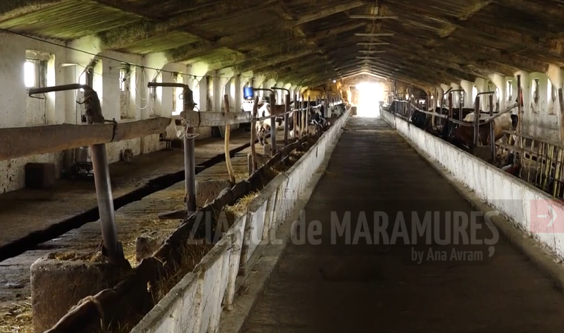 Vacă bolnavă de rabie în Codrii Butesei, oraș Șomcuta Mare