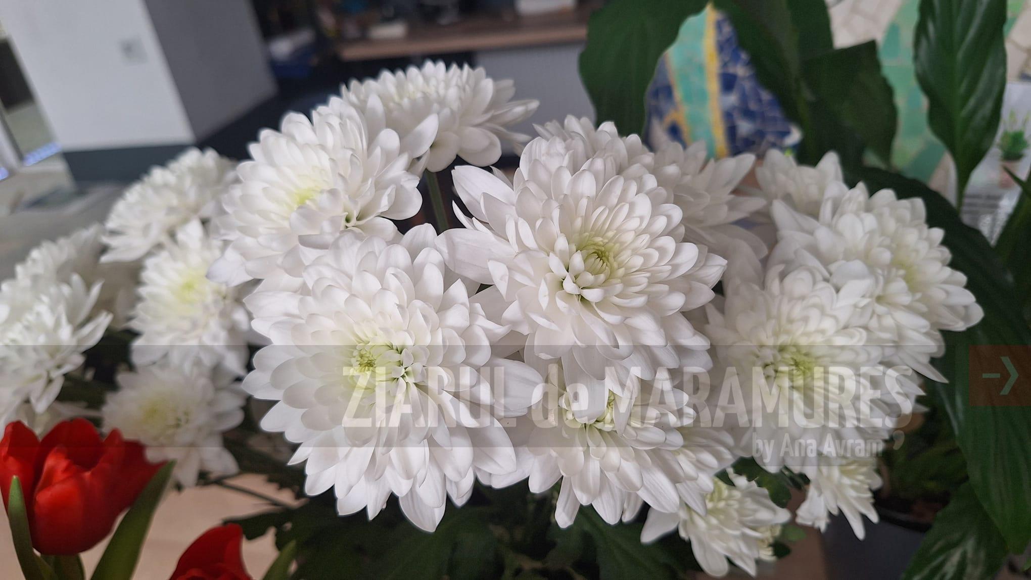 Florăriile SPAU Baia Mare sunt pregătite pentru Luminație. Azi se deschide florăria temporară din Cimitirul Horea 2