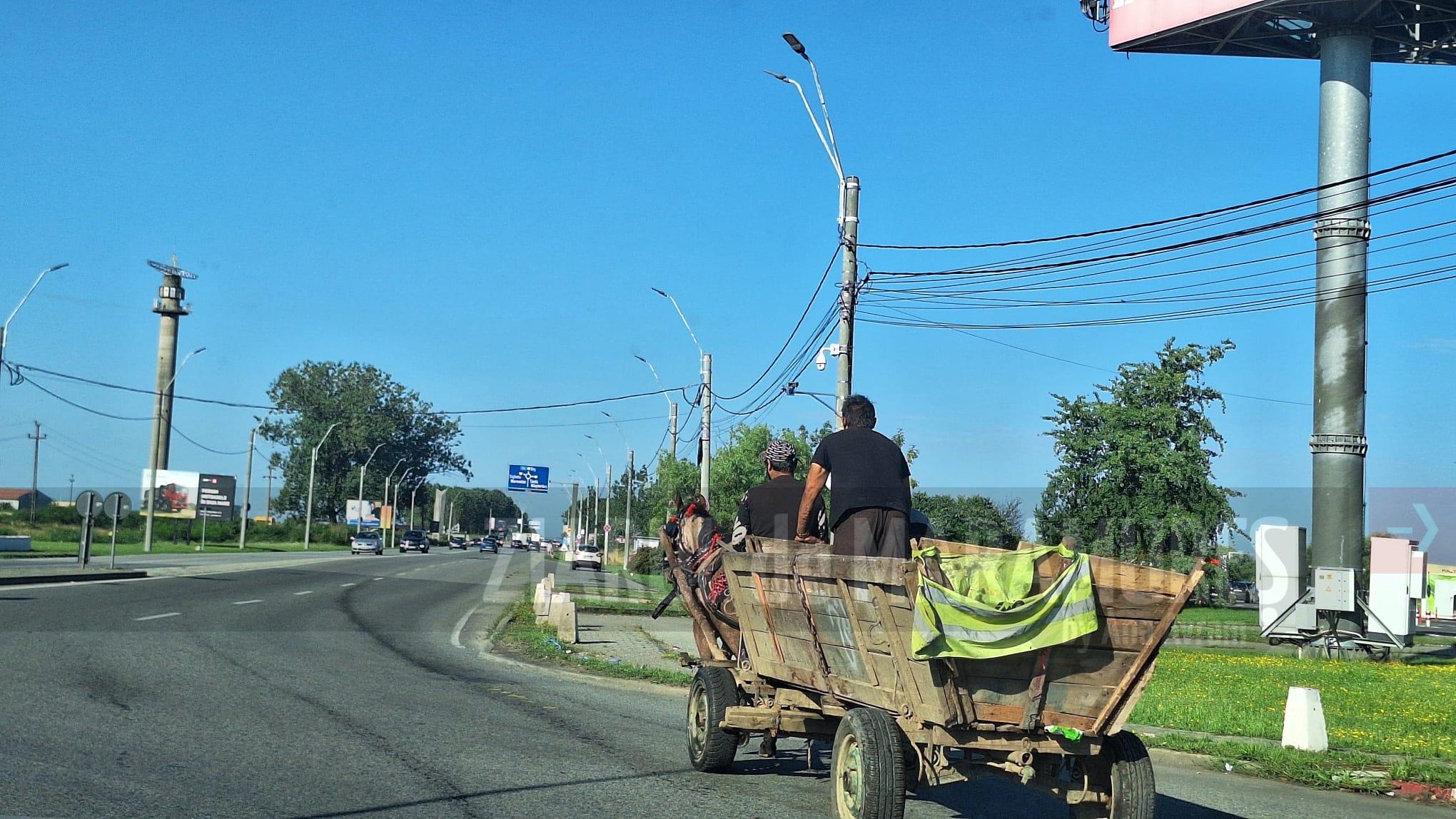 Dancus: ”Aceste animale întâlnite în sensurile giratorii sunt un pericol”. ”Crescătoria” de cai de pe Pirită va fi demolată