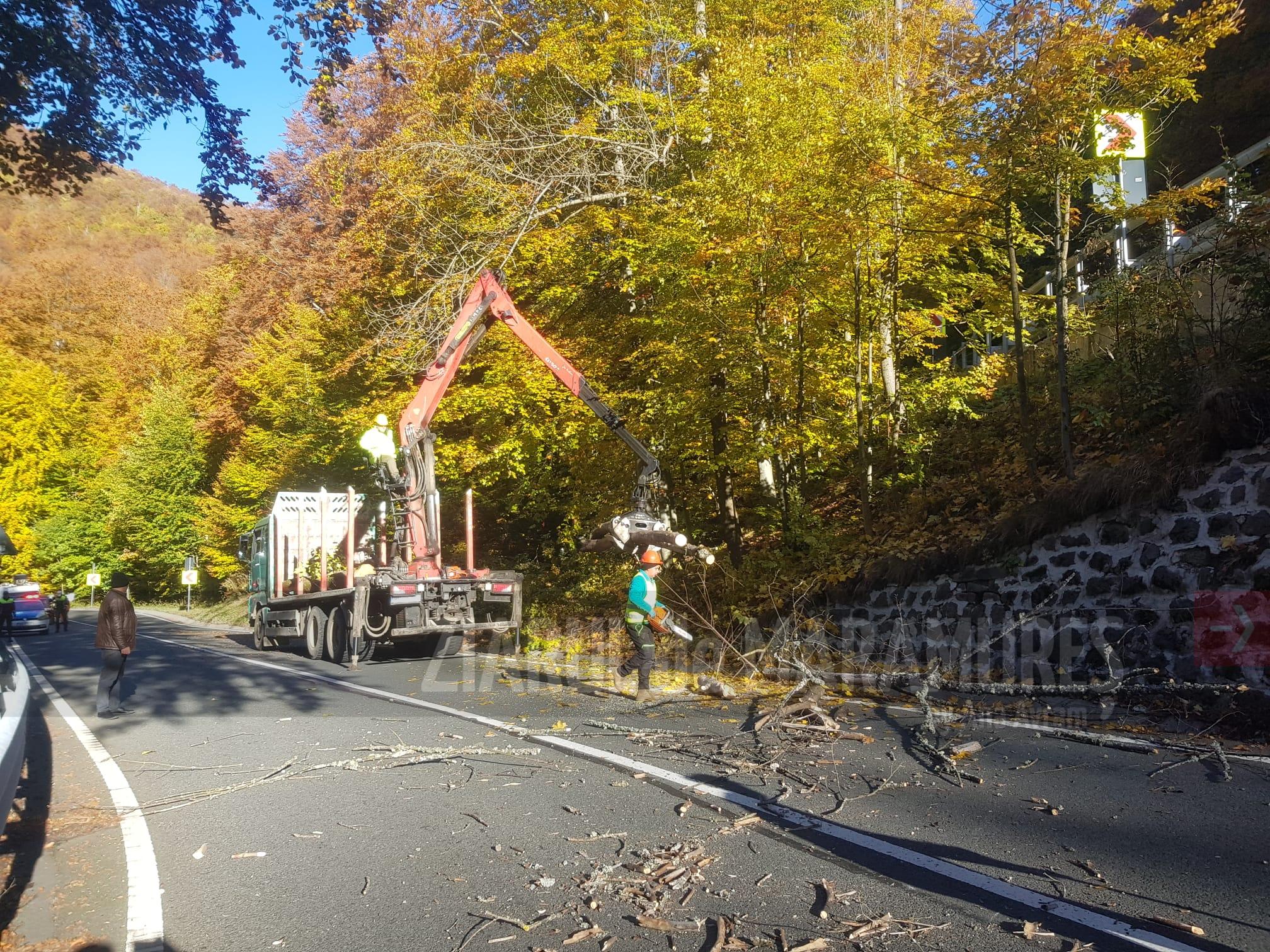 ACTUALIZARE. Lucrările au fost finalizate! // În Pasul Gutâi se fac lucrări de îndepărtare a copacilor aflați în pericol de prăbușire