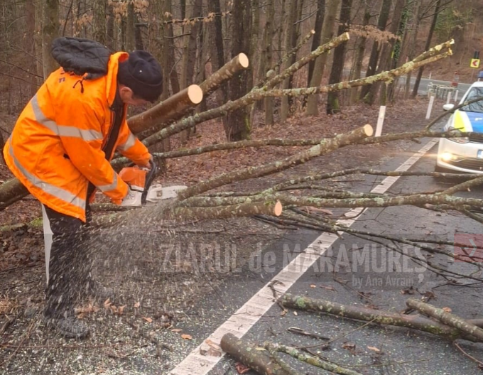 21 oct. Lucrări de îndepărtare a arborilor în Pasul Gutâi